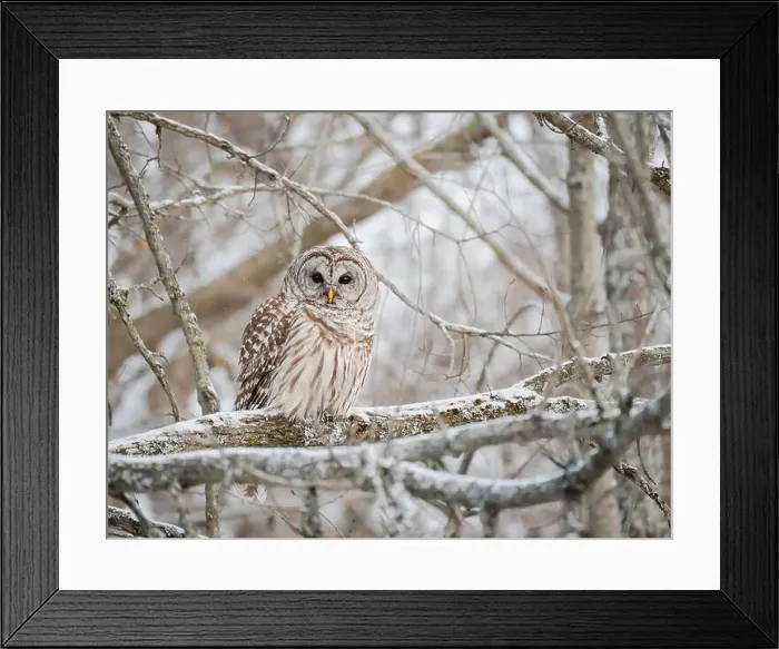 Framed Print : Close up of barred owl perched on snowy tree branch on winter day Framed Print : Close up of barred owl perched on snowy tree branch on winter day