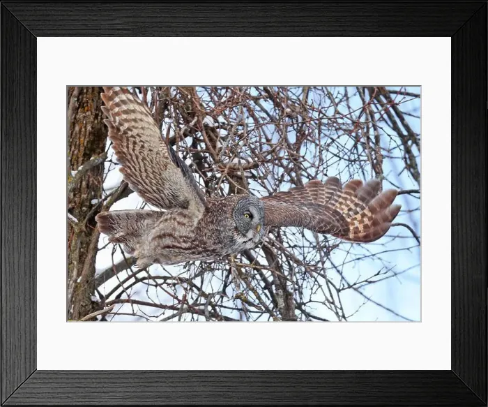 Framed Print : Great Grey Owl flying in the forest, Quebec, Canada Framed Print : Great Grey Owl flying in the forest, Quebec, Canada