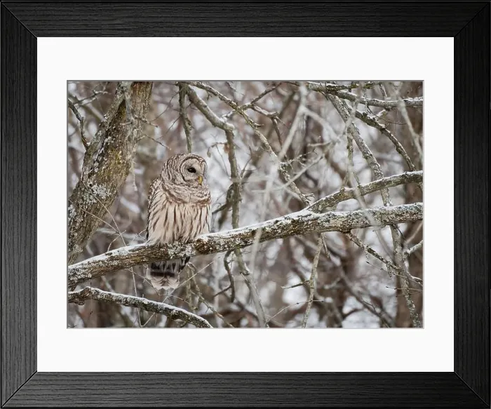 Framed Print : Barred owl perched on snowy tree branch on a winter day