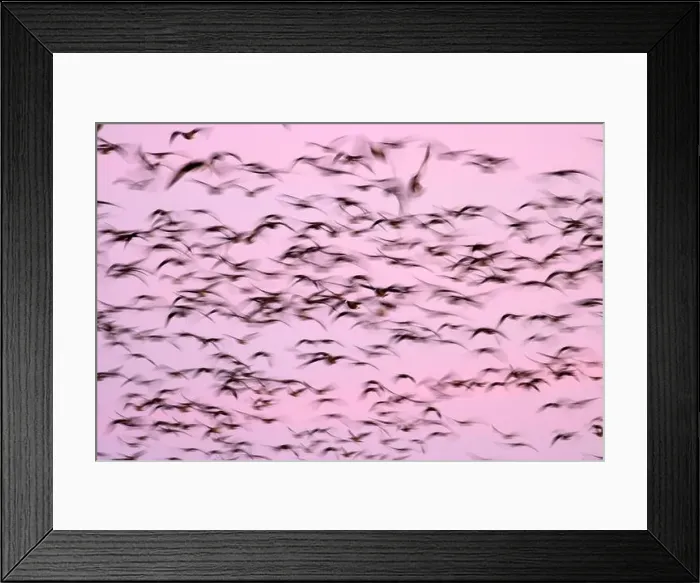 Framed Print : Canada geese (Branta canadensis) blur in dawn flight at McFadden's Marsh Framed Print : Canada geese (Branta canadensis) blur in dawn flight at McFadden's Marsh