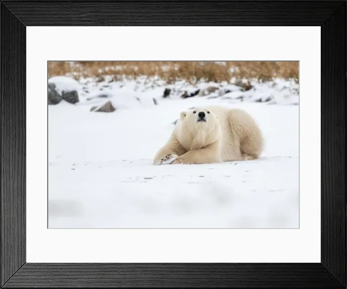 Framed Print : A young polar bear laying down and resting on snow covered ground hear the shore of Hudson Bay outside of Churchill Framed Print : A young polar bear laying down and resting on snow covered ground hear the shore of Hudson Bay outside of Churchill