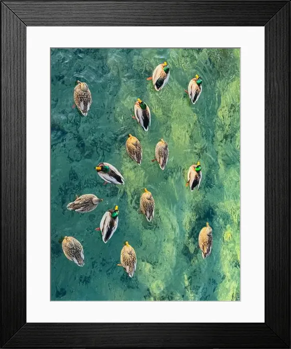 Framed Print : Overhead view of many male and female ducks swimming in green water Framed Print : Overhead view of many male and female ducks swimming in green water