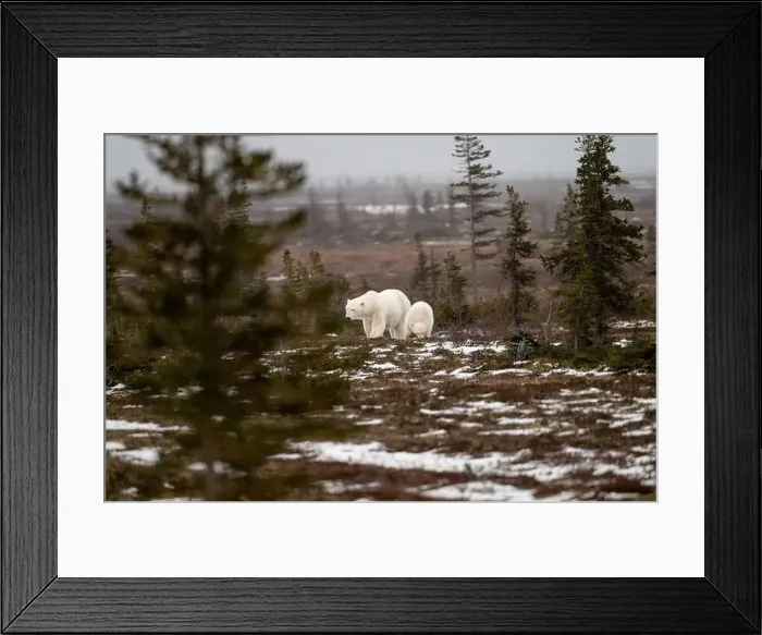 Framed Print : polar bear sow and cub walking over partially snow covered ground in November not far from Churchill Manitoba Framed Print : polar bear sow and cub walking over partially snow covered ground in November not far from Churchill Manitoba