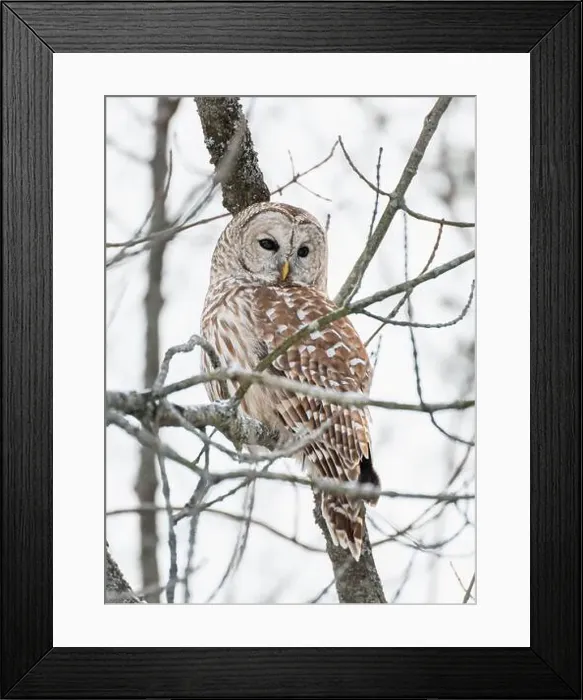 Framed Print : Close up of barred owl perched on tree branch on winter day Framed Print : Close up of barred owl perched on tree branch on winter day