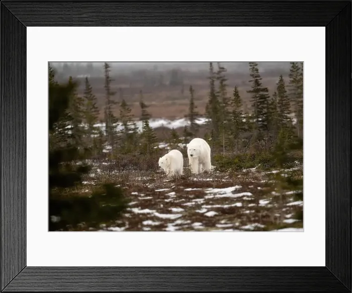 Framed Print : polar bear sow and cub walking over partially snow covered ground in November not far from Churchill Manitoba Framed Print : polar bear sow and cub walking over partially snow covered ground in November not far from Churchill Manitoba