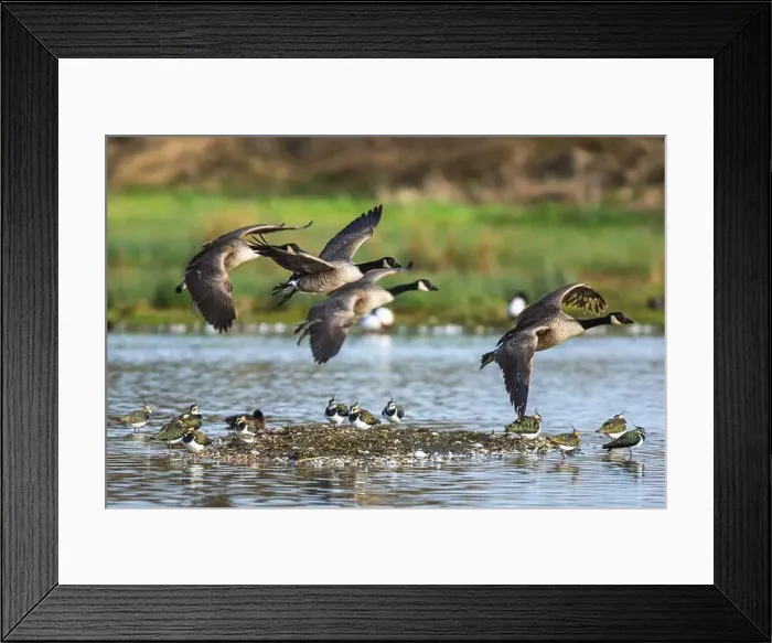 Framed Print : Canada Goose, Branta canadensis, birds in flight over winter marshes Framed Print : Canada Goose, Branta canadensis, birds in flight over winter marshes