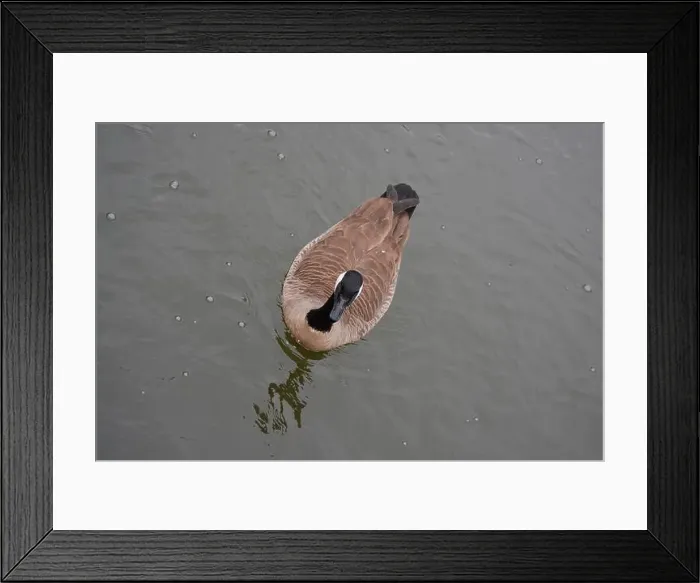 Framed Print : Canada Goose in the Pond Framed Print : Canada Goose in the Pond