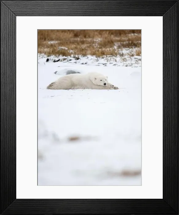 Framed Print : A young polar bear laying down and resting on snow covered ground hear the shore of Hudson Bay outside of Churchill