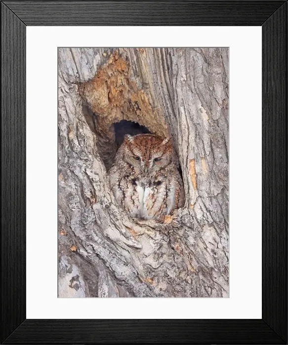 Framed Print : Screech owl standing on a tree hole trunk, Quebec, Canada Framed Print : Screech owl standing on a tree hole trunk, Quebec, Canada