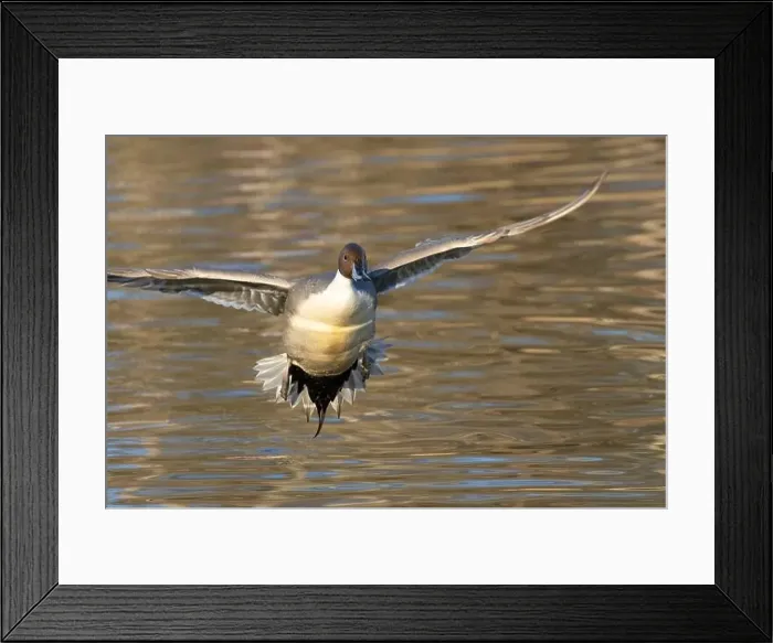 Framed Print : Northern pintail (Anas acuta), George C Reifel Migratory Bird Sanctuary, British Columbia, Canada