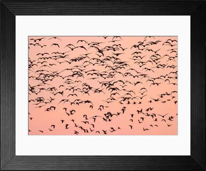 Framed Print : Canada geese (Branta canadensis) blur in dawn flight at McFadden's Marsh Framed Print : Canada geese (Branta canadensis) blur in dawn flight at McFadden's Marsh