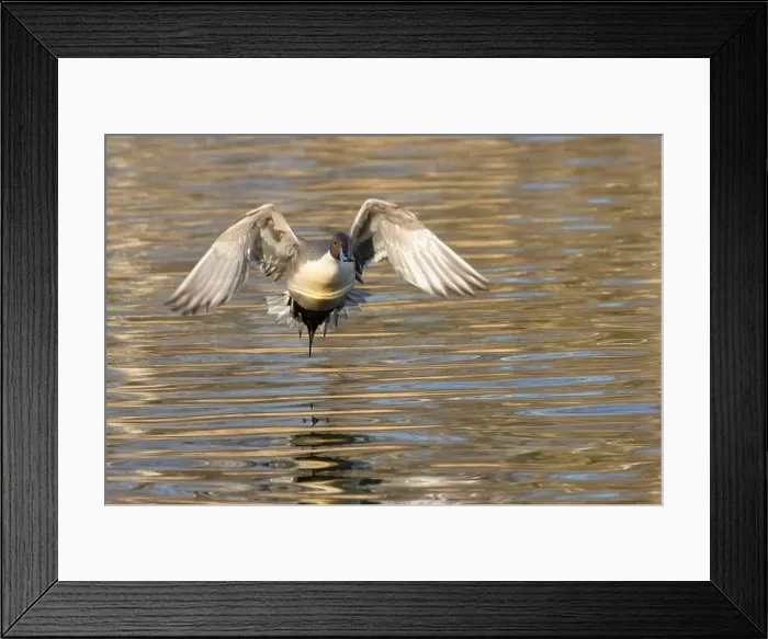 Framed Print : Northern pintail (Anas acuta), George C Reifel Migratory Bird Sanctuary, British Columbia, Canada Framed Print : Northern pintail (Anas acuta), George C Reifel Migratory Bird Sanctuary, British Columbia, Canada