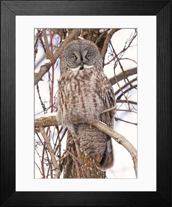 Framed Print : Great Grey Owl sitting on a tree branch in the forest, Quebec, Canada Framed Print : Great Grey Owl sitting on a tree branch in the forest, Quebec, Canada