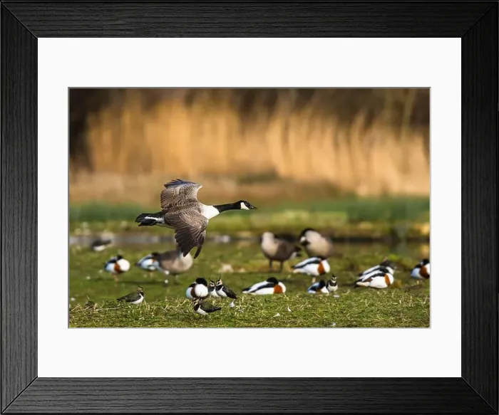 Framed Print : Canada Goose, Branta canadensis, bird in flight over winter marshes Framed Print : Canada Goose, Branta canadensis, bird in flight over winter marshes