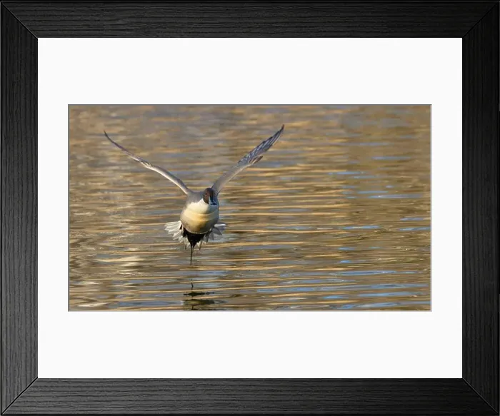Framed Print : Northern pintail (Anas acuta), George C Reifel Migratory Bird Sanctuary, British Columbia, Canada