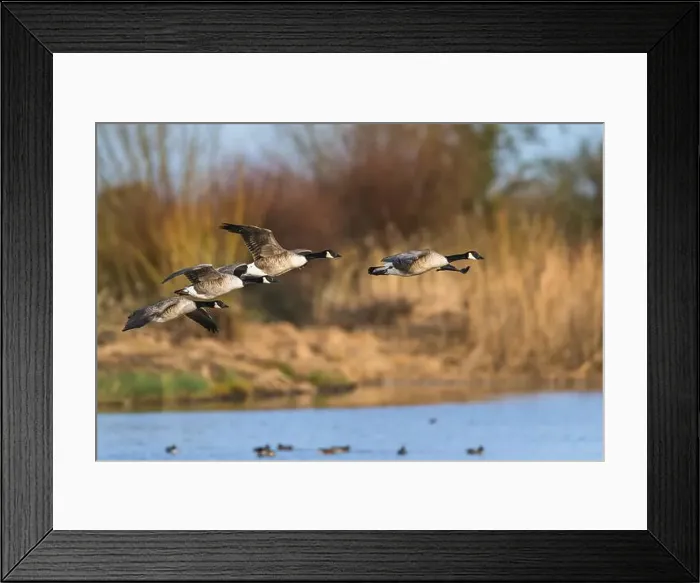 Framed Print : Canada Goose, Branta canadensis, birds in flight over winter marshes Framed Print : Canada Goose, Branta canadensis, birds in flight over winter marshes