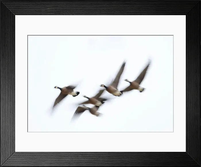 Framed Print : Canada geese (Branta canadensis) in flight at McFadden's Marsh, William Finley National Wildlife Refuge, Oregon