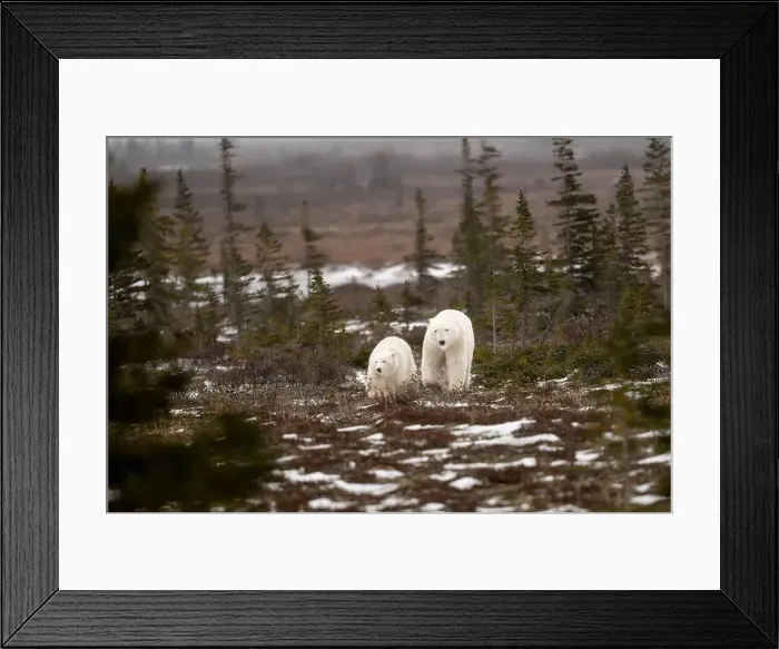 Framed Print : polar bear sow and cub walking over partially snow covered ground in November not far from Churchill Manitoba Framed Print : polar bear sow and cub walking over partially snow covered ground in November not far from Churchill Manitoba