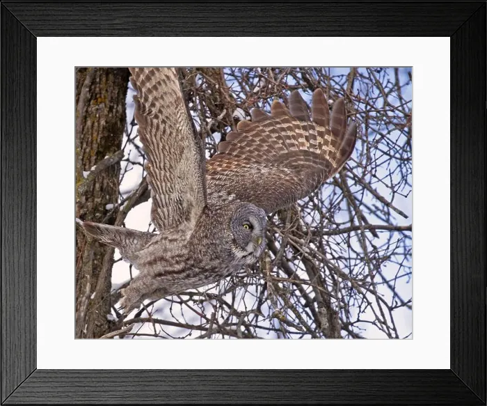 Framed Print : Great Grey Owl flying in the forest, Quebec, Canada Framed Print : Great Grey Owl flying in the forest, Quebec, Canada