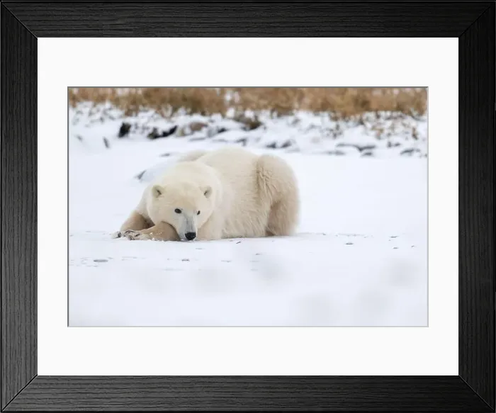 Framed Print : A young polar bear laying down and resting on snow covered ground hear the shore of Hudson Bay outside of Churchill Framed Print : A young polar bear laying down and resting on snow covered ground hear the shore of Hudson Bay outside of Churchill
