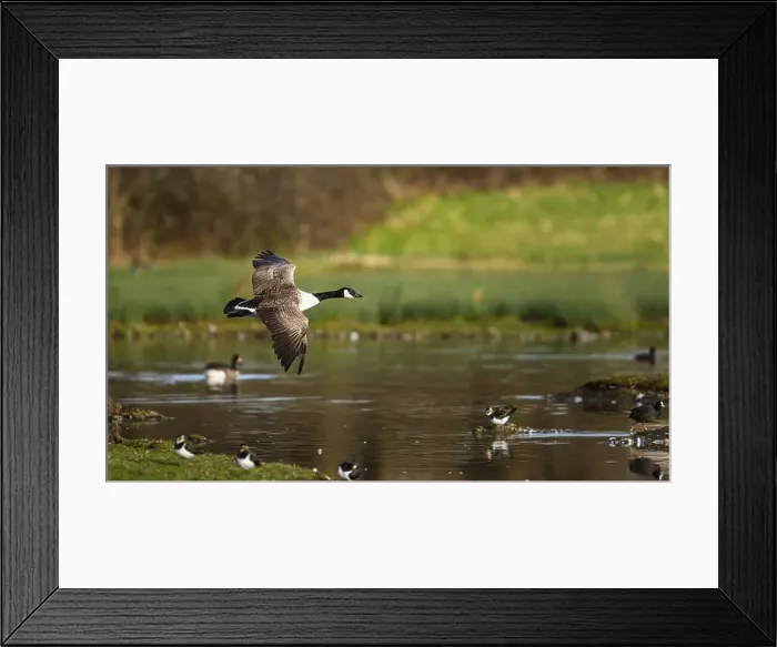 Framed Print : Canada Goose, Branta canadensis, bird in flight over winter marshes Framed Print : Canada Goose, Branta canadensis, bird in flight over winter marshes