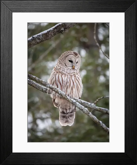Framed Print : Close up of barred owl perched on tree branch on winter day Framed Print : Close up of barred owl perched on tree branch on winter day