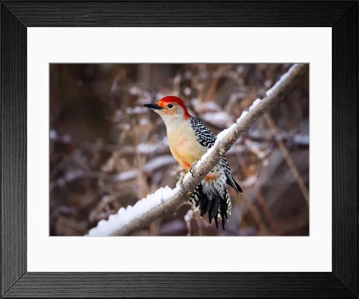 Framed Print : A male Red-bellied woodpecker on a branch in winter Framed Print : A male Red-bellied woodpecker on a branch in winter