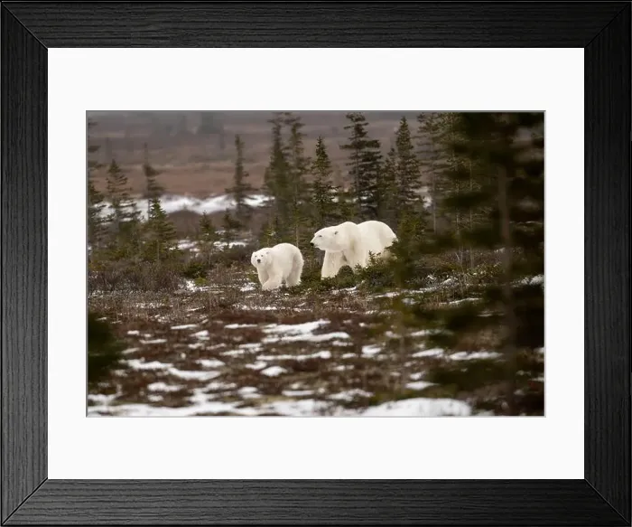 Framed Print : polar bear sow and cub walking over partially snow covered ground in November not far from Churchill Manitoba Framed Print : polar bear sow and cub walking over partially snow covered ground in November not far from Churchill Manitoba