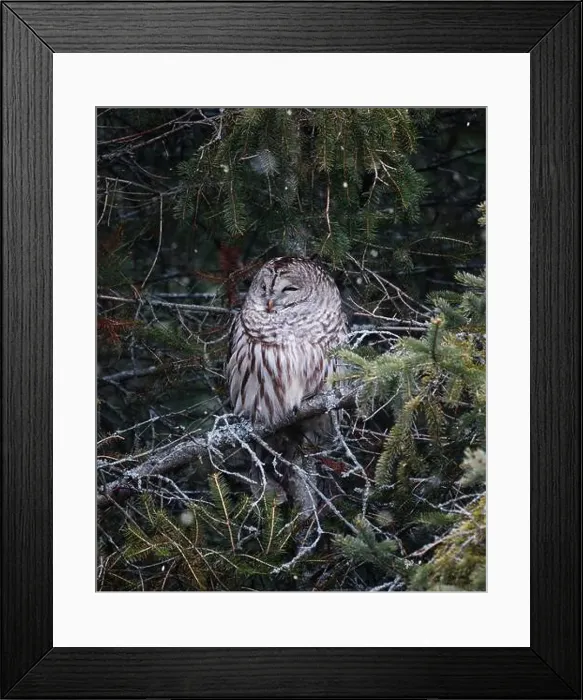 Framed Print : Barred owl resting in branches of evergreen tree on winter day Framed Print : Barred owl resting in branches of evergreen tree on winter day