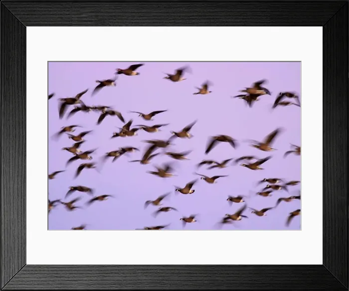 Framed Print : Canada geese (Branta canadensis) blur in dawn flight at McFadden's Marsh Framed Print : Canada geese (Branta canadensis) blur in dawn flight at McFadden's Marsh