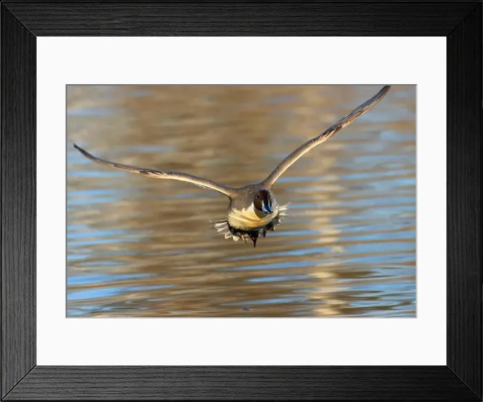 Framed Print : Northern pintail (Anas acuta), George C Reifel Migratory Bird Sanctuary, British Columbia, Canada Framed Print : Northern pintail (Anas acuta), George C Reifel Migratory Bird Sanctuary, British Columbia, Canada
