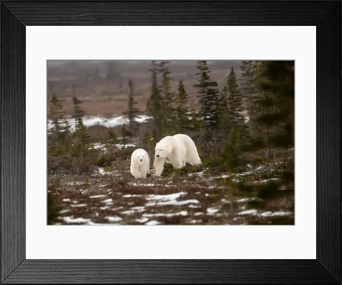 Framed Print : polar bear sow and cub walking over partially snow covered ground in November not far from Churchill Manitoba Framed Print : polar bear sow and cub walking over partially snow covered ground in November not far from Churchill Manitoba