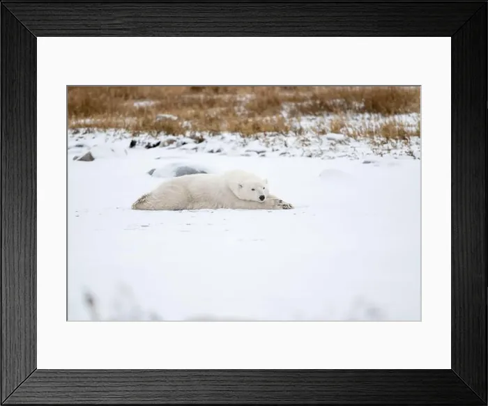 Framed Print : A young polar bear laying down and resting on snow covered ground hear the shore of Hudson Bay outside of Churchill Framed Print : A young polar bear laying down and resting on snow covered ground hear the shore of Hudson Bay outside of Churchill