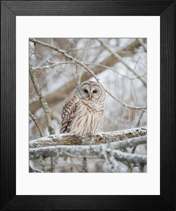 Framed Print : Close up of barred owl perched on snowy tree branch on winter day