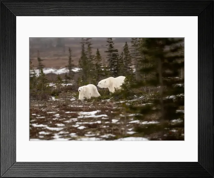 Framed Print : polar bear sow and cub walking over partially snow covered ground in November not far from Churchill Manitoba Framed Print : polar bear sow and cub walking over partially snow covered ground in November not far from Churchill Manitoba
