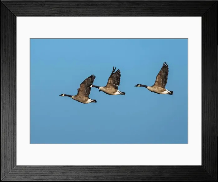 Framed Print : Canada Goose, Branta canadensis, birds in flight over winter marshes Framed Print : Canada Goose, Branta canadensis, birds in flight over winter marshes