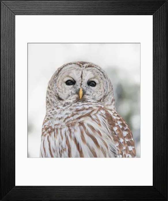 Framed Print : Close up showing details in face and body feathers of barred owl Framed Print : Close up showing details in face and body feathers of barred owl