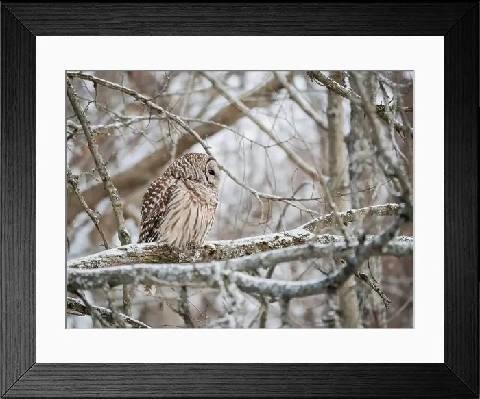 Framed Print : Barred owl perched on snowy tree branch on a winter day Framed Print : Barred owl perched on snowy tree branch on a winter day