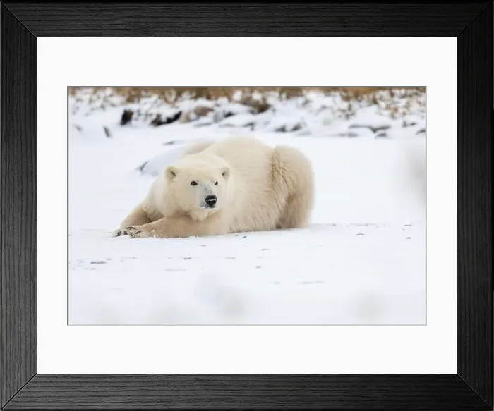 Framed Print : A young polar bear laying down and resting on snow covered ground hear the shore of Hudson Bay outside of Churchill Framed Print : A young polar bear laying down and resting on snow covered ground hear the shore of Hudson Bay outside of Churchill