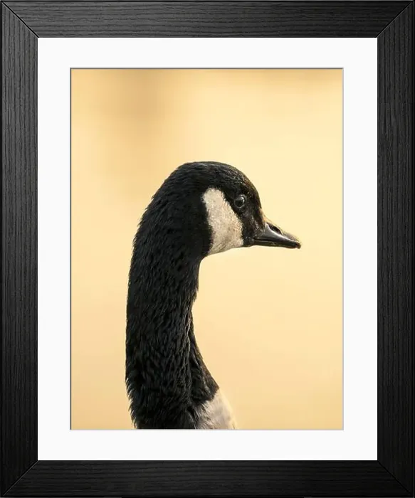 Framed Print : Canada Goose portrait, head shot on sun lit morning with diffused background taken at Chew Valley lake, Somerset UK Framed Print : Canada Goose portrait, head shot on sun lit morning with diffused background taken at Chew Valley lake, Somerset UK