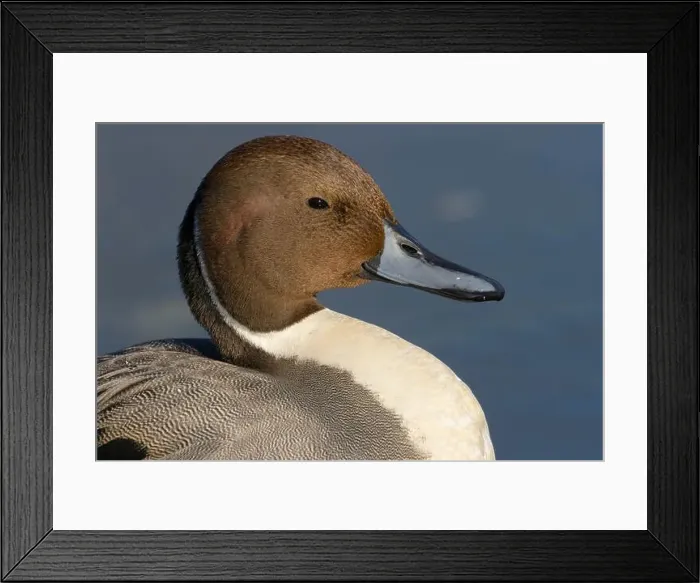 Framed Print : Northern pintail (Anas acuta), George C Reifel Migratory Bird Sanctuary, British Columbia, Canada Framed Print : Northern pintail (Anas acuta), George C Reifel Migratory Bird Sanctuary, British Columbia, Canada