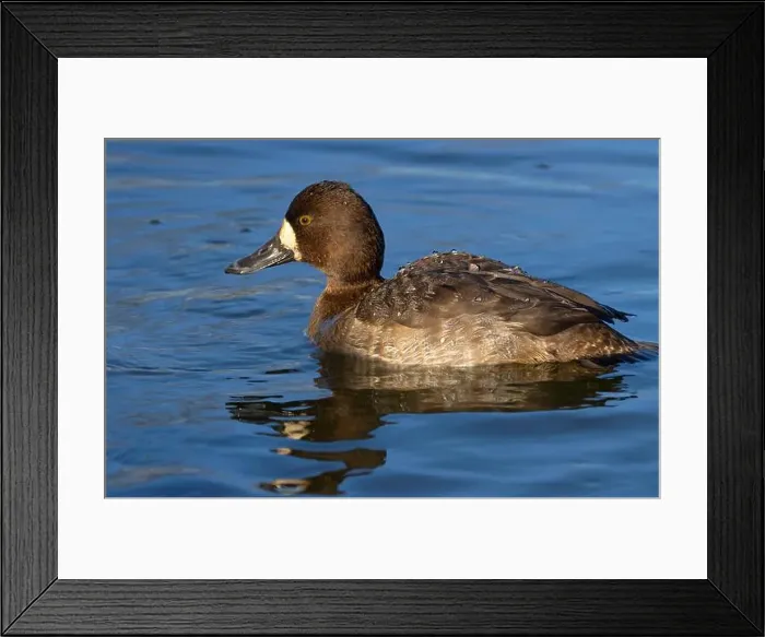 Framed Print : Lesser Scaup (Aythya affinis), George C Reifel Migratory Bird Sanctuary, British Columbia, Canada Framed Print : Lesser Scaup (Aythya affinis), George C Reifel Migratory Bird Sanctuary, British Columbia, Canada