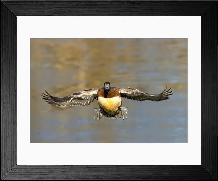Framed Print : American wigeon (Mareca americana), George C Reifel Migratory Bird Sanctuary, British Columbia, Canada Framed Print : American wigeon (Mareca americana), George C Reifel Migratory Bird Sanctuary, British Columbia, Canada