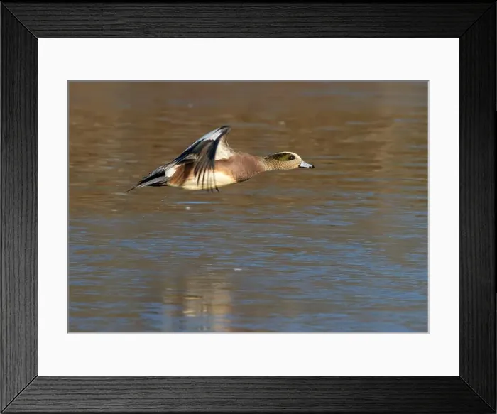 Framed Print : American wigeon (Mareca americana), George C Reifel Migratory Bird Sanctuary, British Columbia, Canada Framed Print : American wigeon (Mareca americana), George C Reifel Migratory Bird Sanctuary, British Columbia, Canada