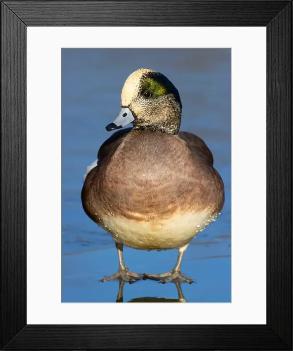 Framed Print : American wigeon (Mareca americana), George C Reifel Migratory Bird Sanctuary, British Columbia, Canada Framed Print : American wigeon (Mareca americana), George C Reifel Migratory Bird Sanctuary, British Columbia, Canada