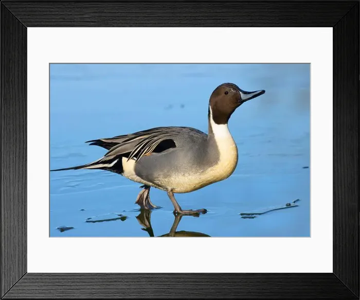Framed Print : Northern pintail (Anas acuta), George C Reifel Migratory Bird Sanctuary, British Columbia, Canada Framed Print : Northern pintail (Anas acuta), George C Reifel Migratory Bird Sanctuary, British Columbia, Canada