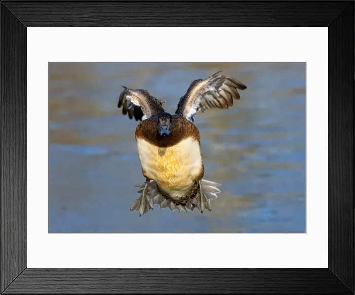 Framed Print : American wigeon (Mareca americana), George C Reifel Migratory Bird Sanctuary, British Columbia, Canada Framed Print : American wigeon (Mareca americana), George C Reifel Migratory Bird Sanctuary, British Columbia, Canada