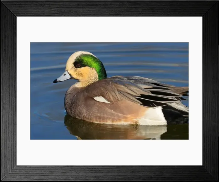 Framed Print : American wigeon (Mareca americana), George C Reifel Migratory Bird Sanctuary, British Columbia, Canada Framed Print : American wigeon (Mareca americana), George C Reifel Migratory Bird Sanctuary, British Columbia, Canada
