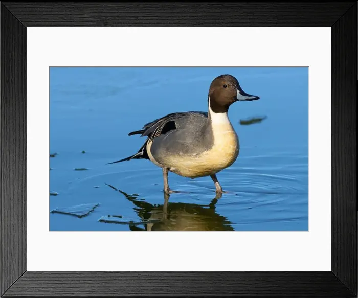Framed Print : Northern pintail (Anas acuta), George C Reifel Migratory Bird Sanctuary, British Columbia, Canada Framed Print : Northern pintail (Anas acuta), George C Reifel Migratory Bird Sanctuary, British Columbia, Canada