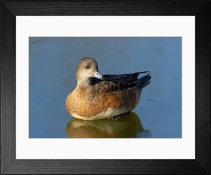 Framed Print : American wigeon (Mareca americana), George C Reifel Migratory Bird Sanctuary, British Columbia, Canada Framed Print : American wigeon (Mareca americana), George C Reifel Migratory Bird Sanctuary, British Columbia, Canada